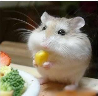 吃猫鼠图片,一场不可思议的餐桌对决