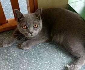 老猫 唐朝 网红,唐朝网红的传奇人生